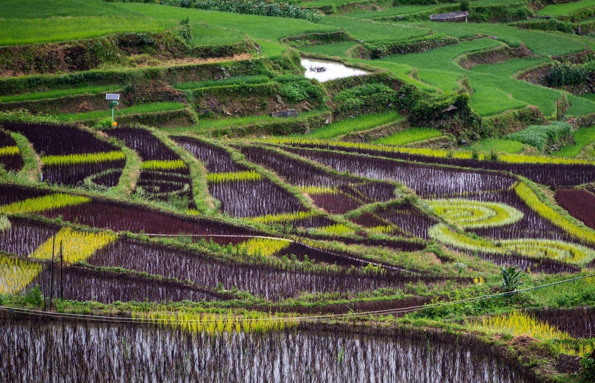 Yuanyang Hani rice terraces with purple and green seedlings in flooded fields